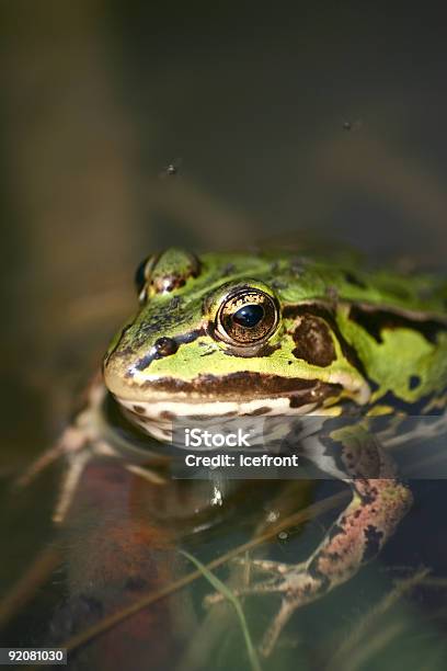 Frog Stockfoto und mehr Bilder von Fluss - Fluss, Frosch, Abwarten