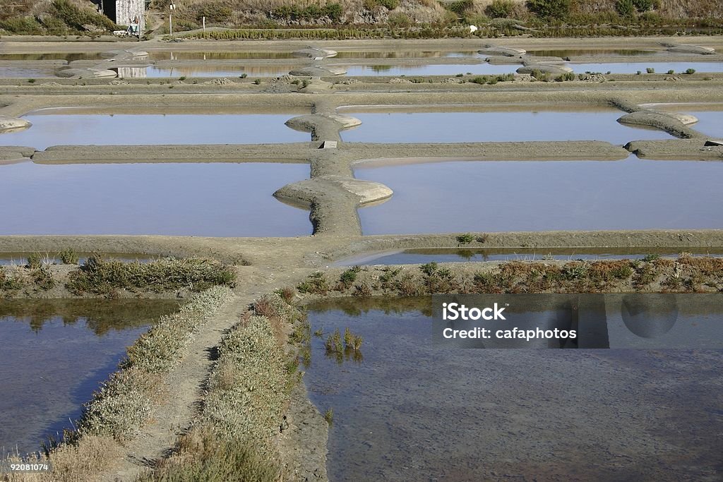 marshs saline - Foto de stock de Organismo halofílico royalty-free