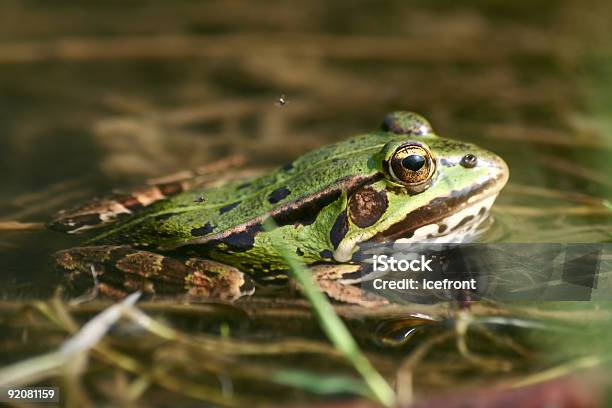 Foto de Sapo e mais fotos de stock de Anfíbio - Anfíbio, Animal, Animal selvagem