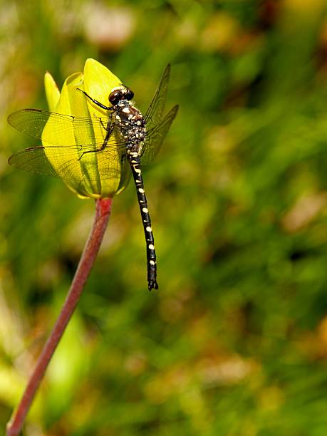 Dragonfly resting on blossom of cobra lily stock photo