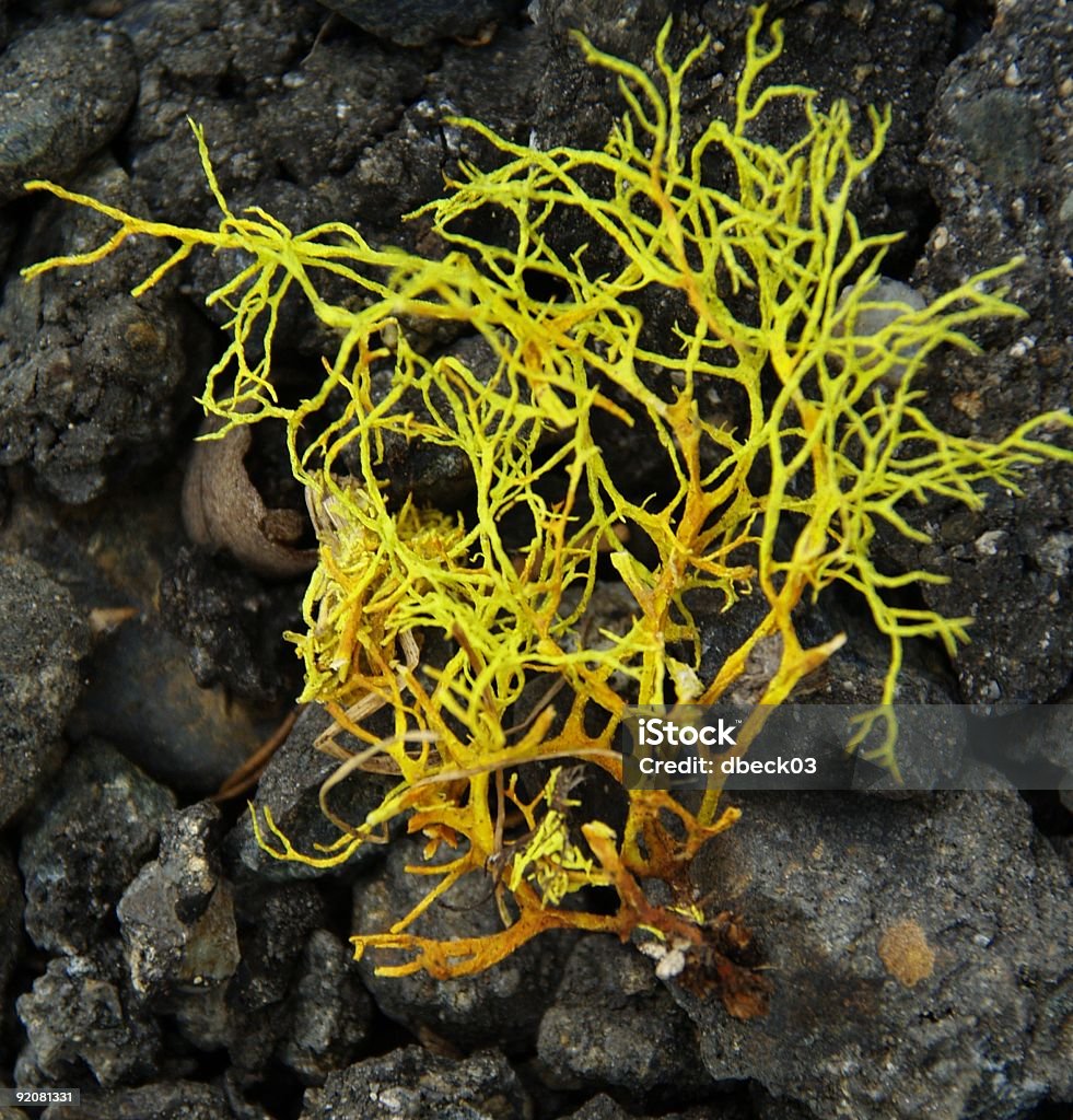 Lumineux Vert lichen - Photo de Complexité libre de droits