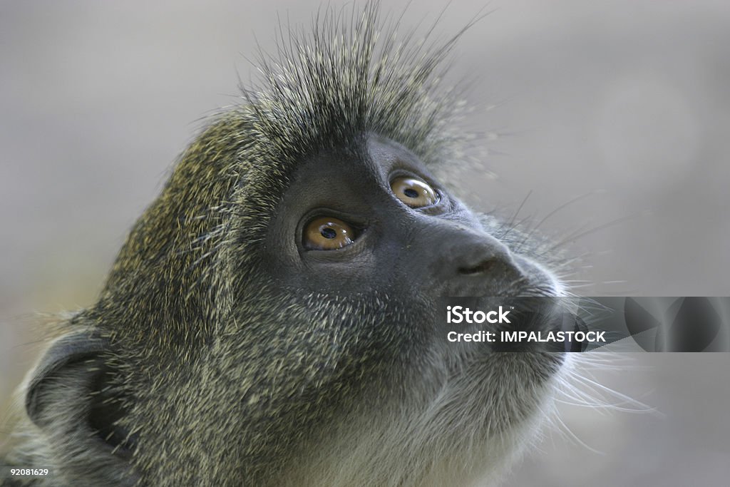 Monkeys Look Monkey Look Stock Photo - Download Image Now - Africa, Animal Wildlife ...