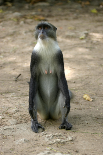 Baging Monkey Monkey Monk Stock Photo - Download Image Now - Africa, Animal Wildlife ...