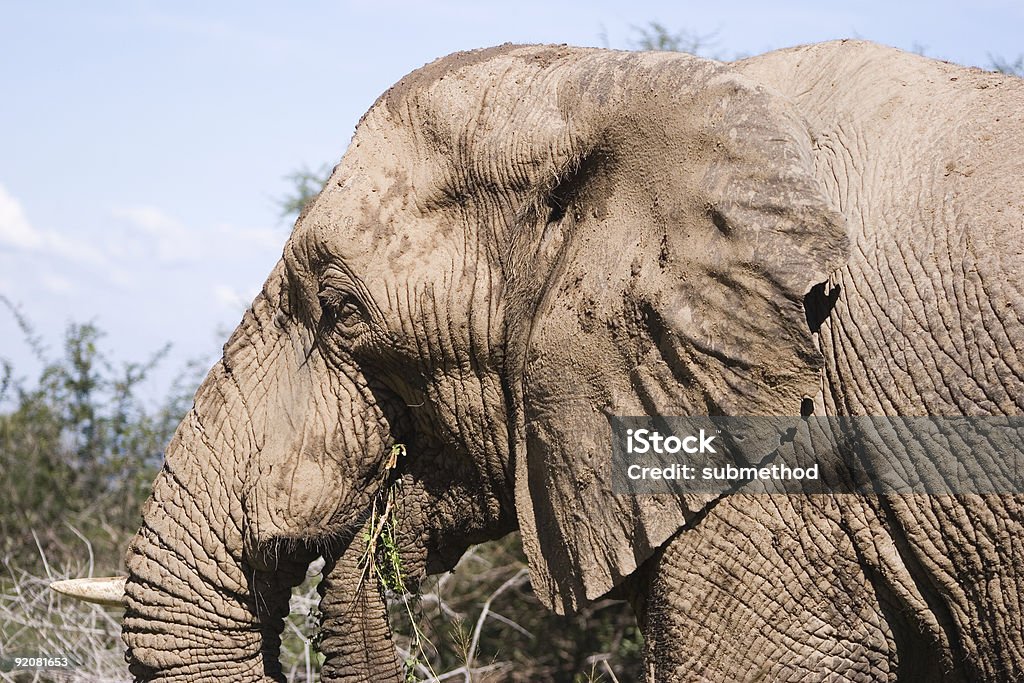 Elefante serie 1 - Foto de stock de Addo libre de derechos