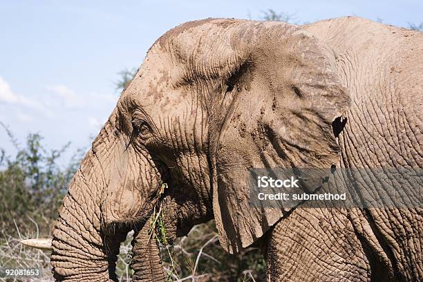 Elefante Serie 1 Foto de stock y más banco de imágenes de Addo - Addo, Alimentar, Animales de Safari