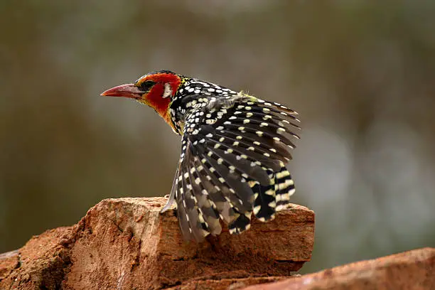 red and yellow barbet stretching wing