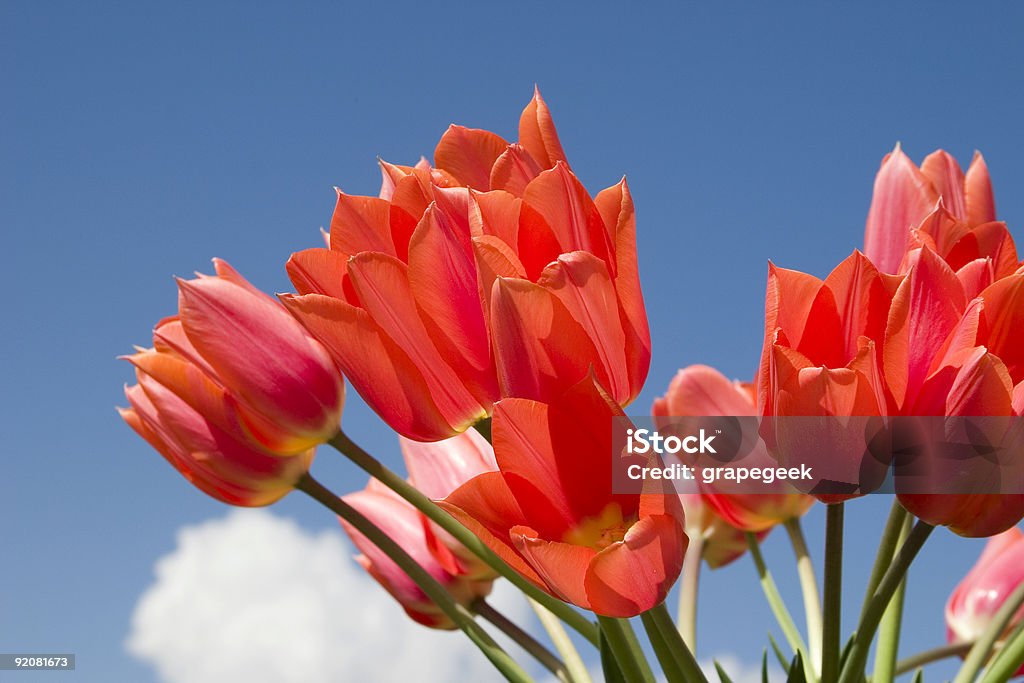 Tulipes rouges et bleu ciel - Photo de Arbre en fleurs libre de droits