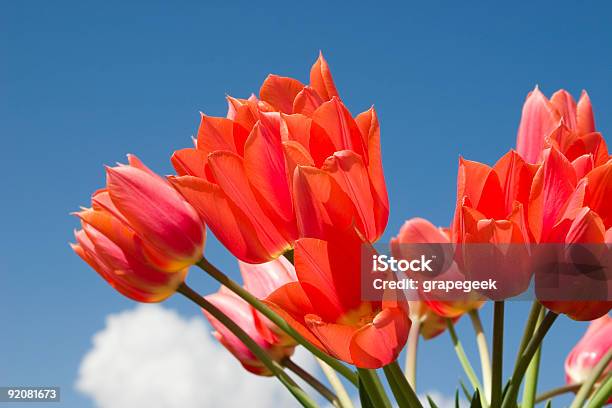 Photo libre de droit de Tulipes Rouges Et Bleu Ciel banque d'images et plus d'images libres de droit de Arbre en fleurs - Arbre en fleurs, Baie de Skagit, Bleu