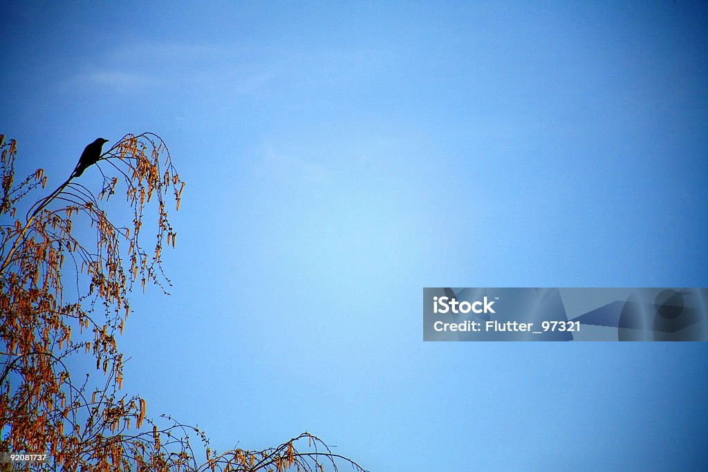 Watcher - Lizenzfrei Amsel Stock-Foto