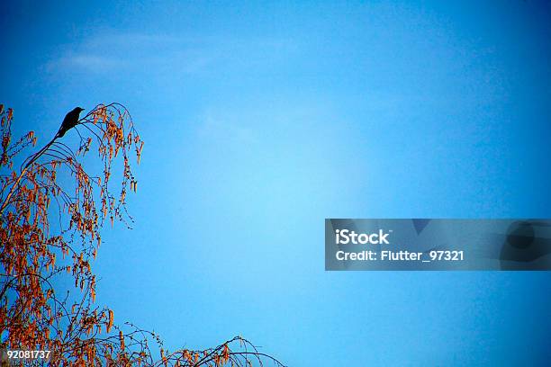 Watcher Stockfoto und mehr Bilder von Amsel - Amsel, Ast - Pflanzenbestandteil, Baum