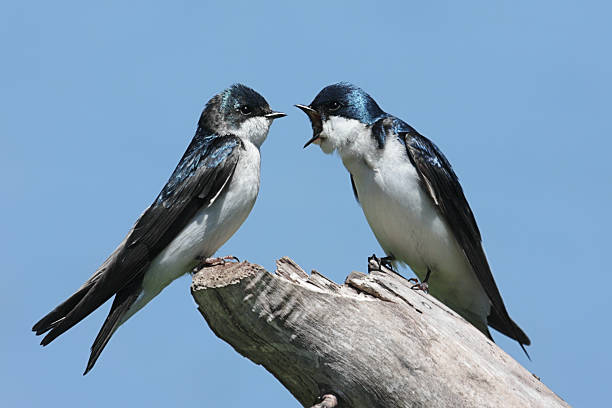 istock Pair of Tree Swallows on a stump 92081866