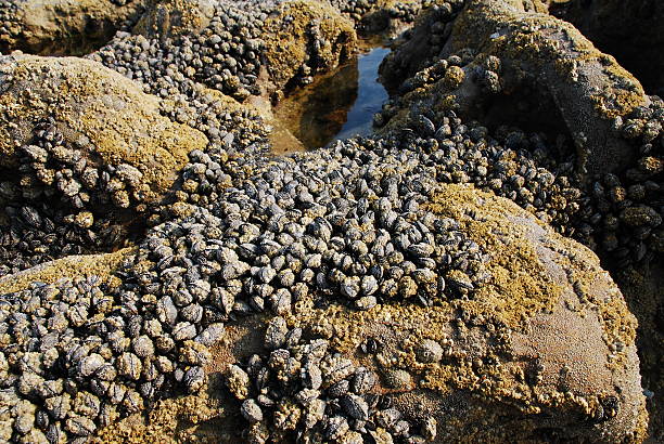 istock Oyster covered rocks, Hastings 92081878