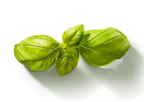 istock spring of basil in the sun 92081903
