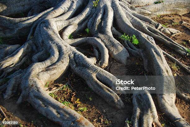 Photo libre de droit de Racines De Larbre banque d'images et plus d'images libres de droit de Racine - Partie d'une plante - Racine - Partie d'une plante, Chêne, Arbre