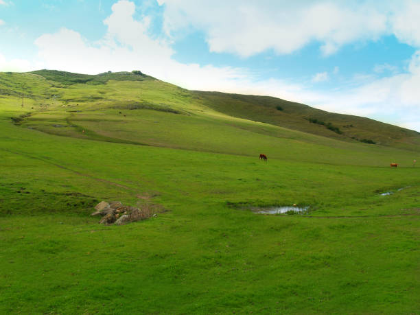 lush green grass on hill looking up. blue sky with decorative clouds. makes you want to be a cow... Shot in California's Central Coast. a rolling mountain slop in the background. spring time landscape.