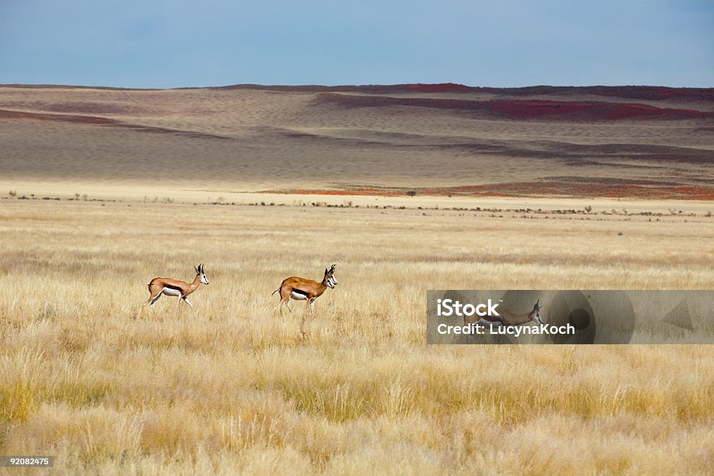 Reservat - Lizenzfrei Dürre Stock-Foto