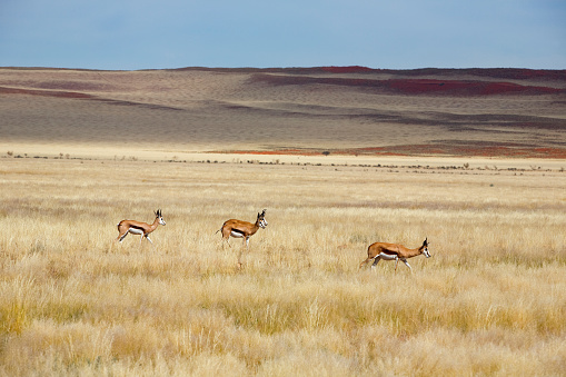 Large herd of antelope (or pronghorn) on Wyoming plains in western USA near Cody, Wyoming and Yellowstone National Park.