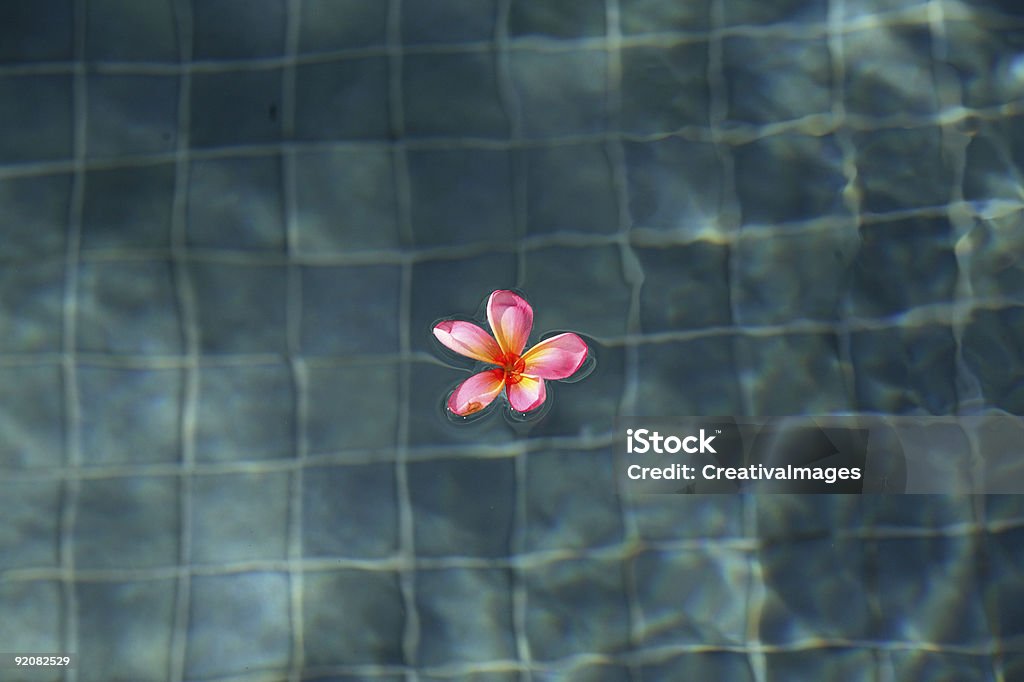 Frangipanier dans une piscine - Photo de Amitié libre de droits