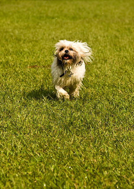 istock Wet Shih Tzu running 92082622