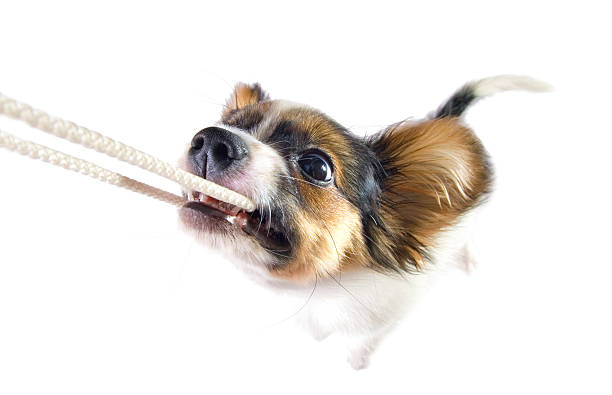 istock The puppy papillon playing with a rope. 92082730