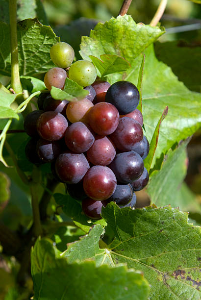 istock Pinot Noir grape, Burgundy, France 92082741