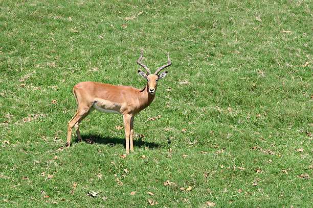 Africana Impala - fotografia de stock