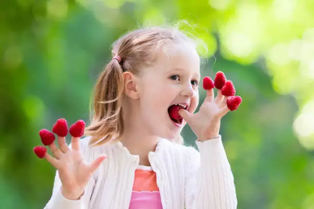 Photo of Child picking and eating raspberry in summer
