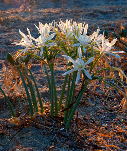 istock Sea daffodil, Spider lily in sand. 920828504