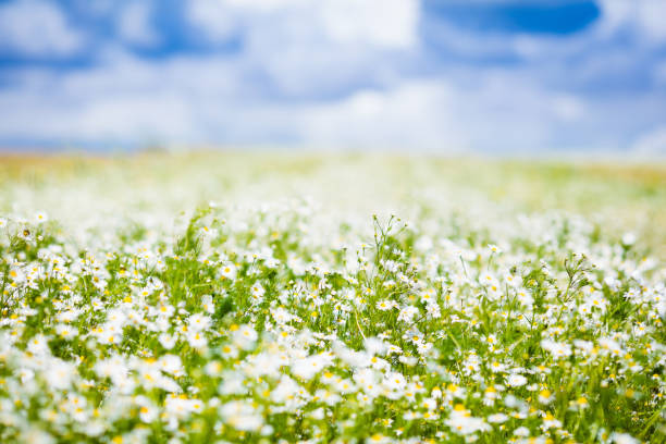 Wild blossoming grass in field meadow in nature on background sky with clouds, defocused, close-up. Beautiful summer nature landscape in vintage pastel colors, copy space.