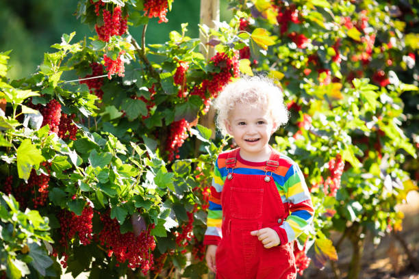 mały chłopiec zbierający czerwoną porzeczkę jagody - 11244 zdjęcia i obrazy z banku zdjęć