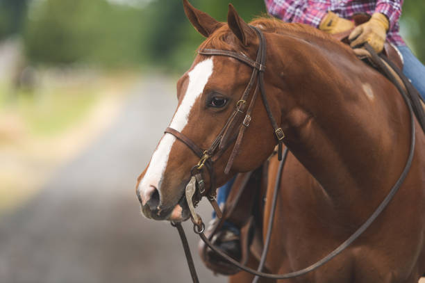 istock A Woman and Her Horse 920831014