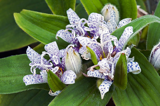 Toad lily (Tricyrtis hirta). Called Hairy toad lily also. Synonym: Tricyrtis japonica