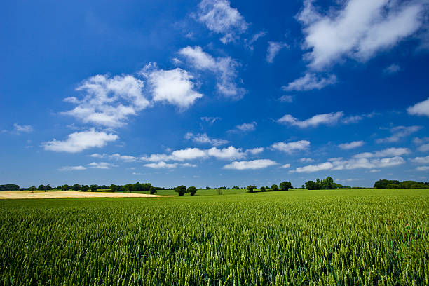Ar fresco. Céu azul sobre o campo de trigo Verde - foto de acervo
