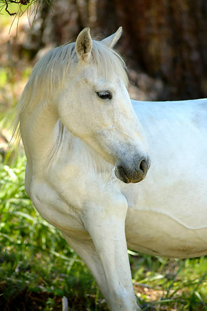 Bianco mare - foto stock