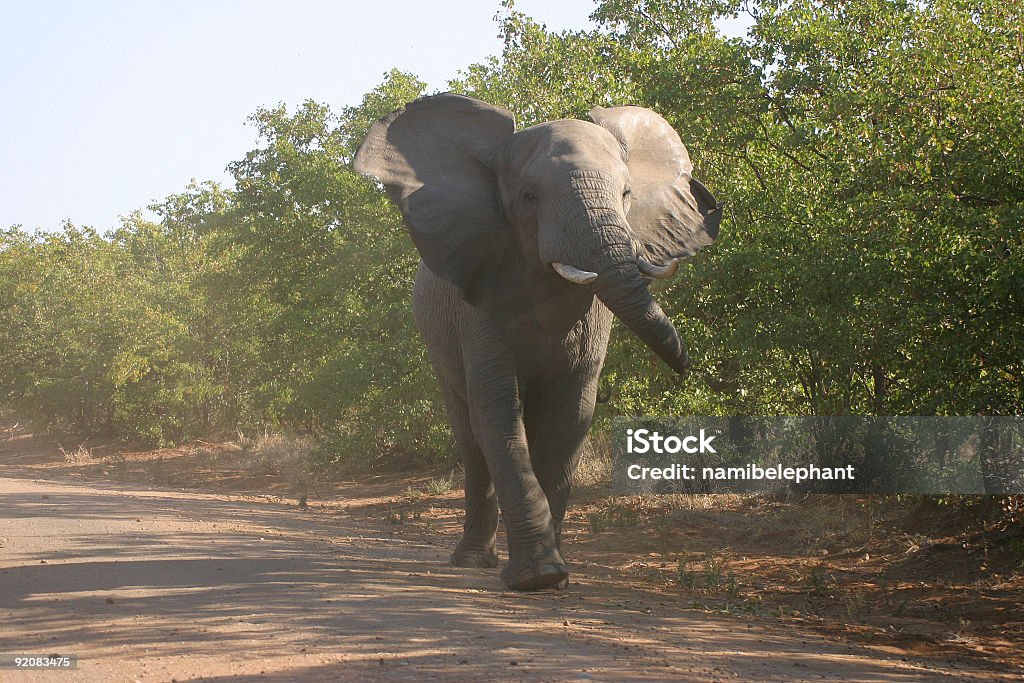 angry elephant - Foto de stock de Agresión libre de derechos