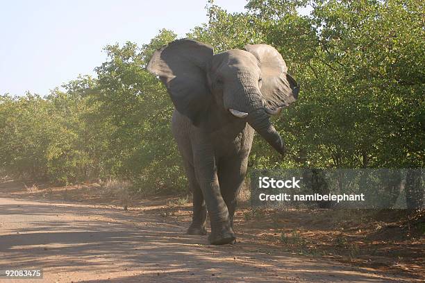 Angry Elephant Foto de stock y más banco de imágenes de Agresión - Agresión, Aire libre, Alto - Descripción física