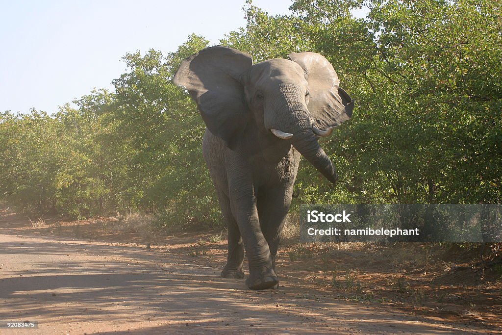 angry elefante - Foto de stock de Agressão royalty-free