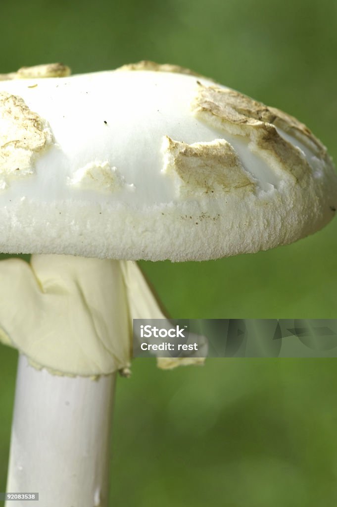 Seta venenosa - Foto de stock de Amanita citrina libre de derechos