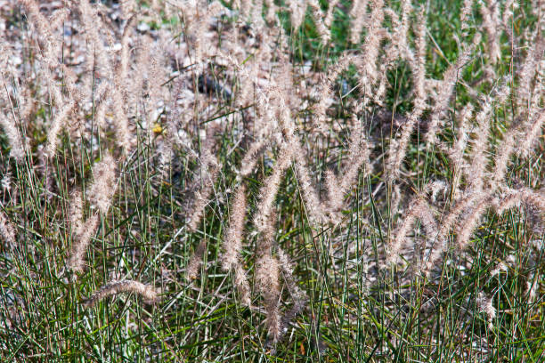 grama de fonte oriental karley rose - pennisetum - fotografias e filmes do acervo