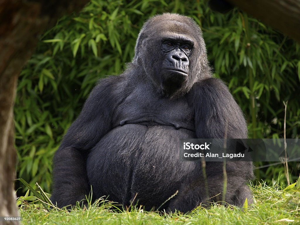 Gorilla delle pianure occidentali, Jersey. - Foto stock royalty-free di Zoo - Struttura con animali in cattività