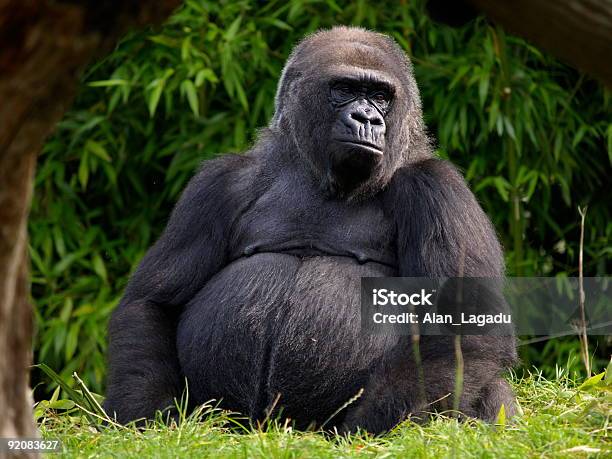 Gorilla Delle Pianure Occidentali Jersey - Fotografie stock e altre immagini di Zoo - Struttura con animali in cattività - Zoo - Struttura con animali in cattività, Gorilla delle pianure occidentali, Isola di Jersey