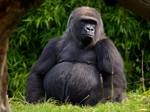 Adult male gorilla silverback on black background. Nice Portrait of a Gorilla