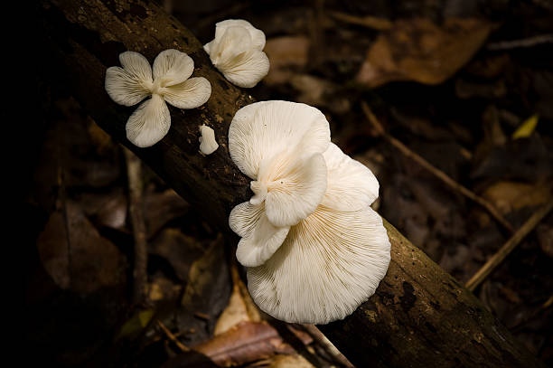 Staffa funghi bianco - foto stock