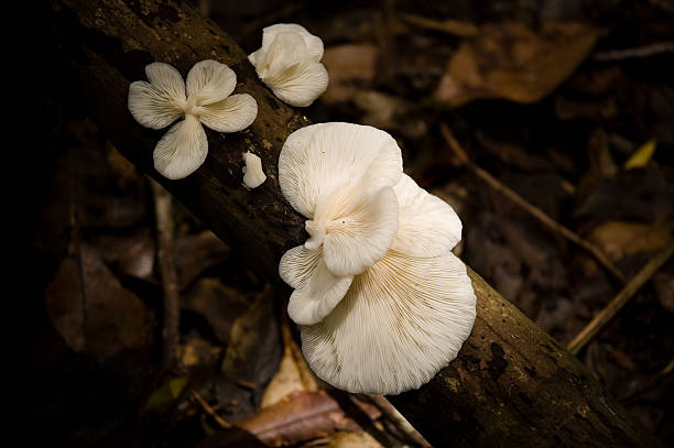Branco suporte fungos - fotografia de stock