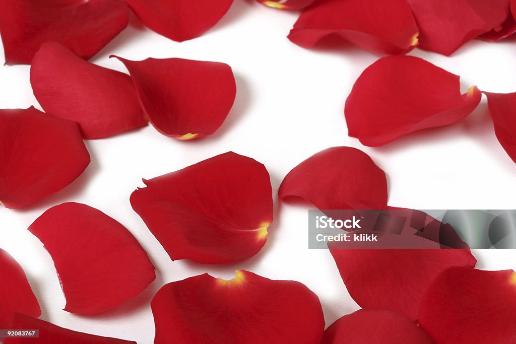 Macro rose petals  Affectionate Stock Photo