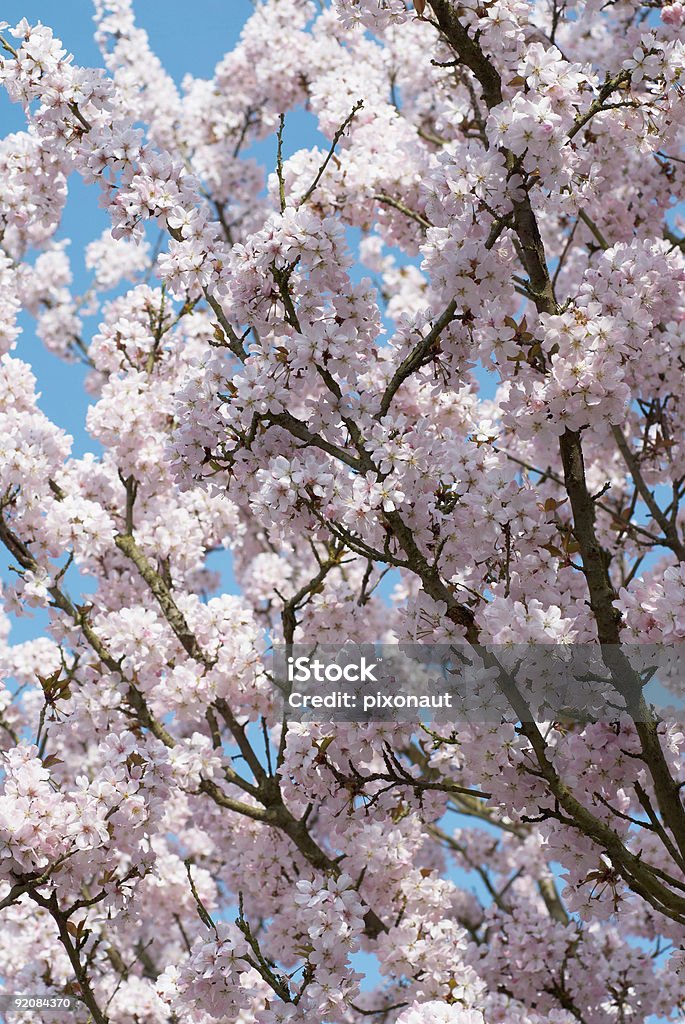Kirschenblüte - Lizenzfrei Baum Stock-Foto