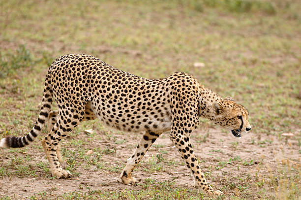 Cheetah Fastest Land Animal Stock Photo - Download Image Now - Animals  Hunting, Color Image, Horizontal - iStock