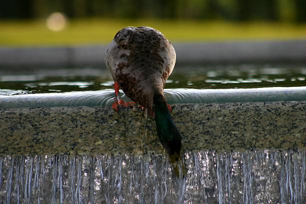 Thirsty Duck stock photo