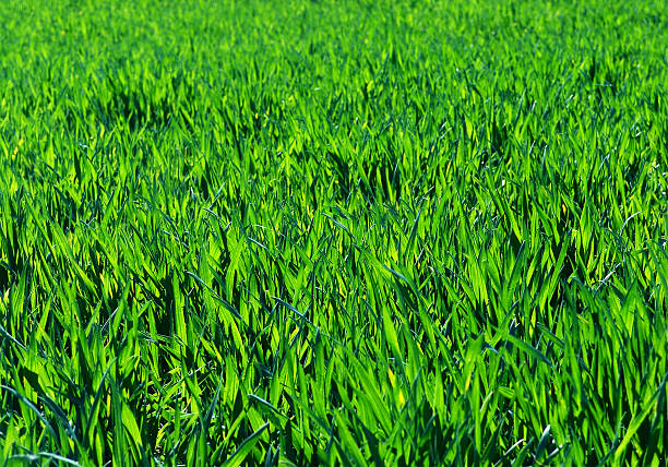 Trigo verde de fondo. - foto de stock