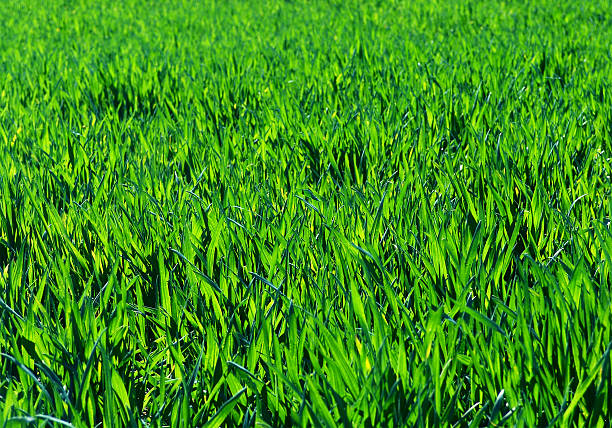 Green wheat - Background. stock photo